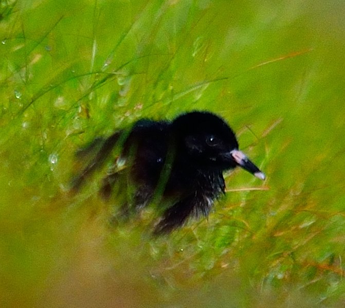 File:Virginia Rail (Rallus limicola) - newborn chick (9010322294) (cropped).jpg