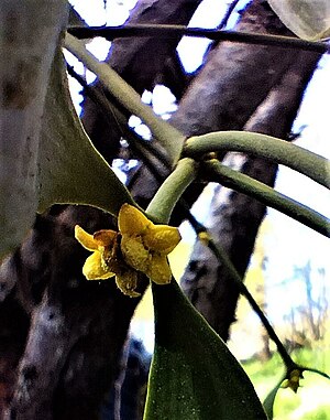 Plante Gui: Description, Biologie, Sous-espèces