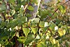 Vitis rupestris Weinsberg 20071016.jpg