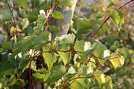 Vitis rupestris