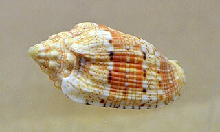 <i>Voluta morrisoni</i> Species of gastropod