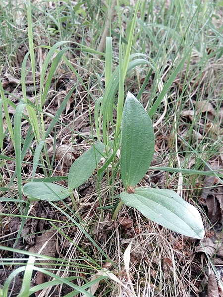 File:Volyně, PP Na opukách (15), Listera ovata.jpg