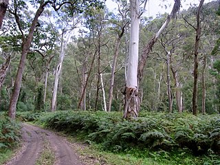 <span class="mw-page-title-main">Southeast Australia temperate forests</span> Terrestrial ecoregion in Australia