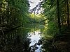 Forest pond Salenstein.JPG