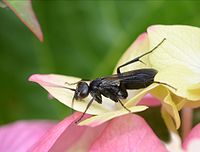 cf. Anoplius nigerrimus (Pompilidae)