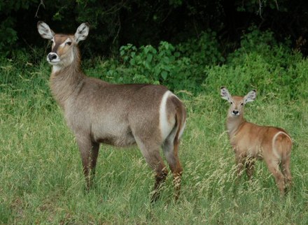 A female waterbuck with her young