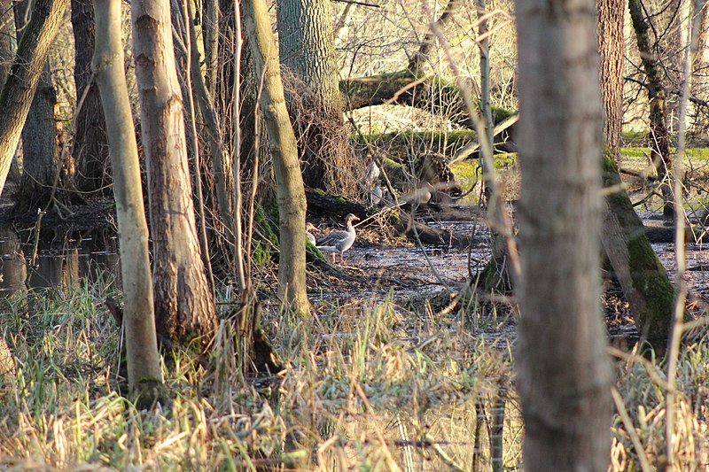 File:Weingartener Moor Gänse WDPA-ID 166229.jpg