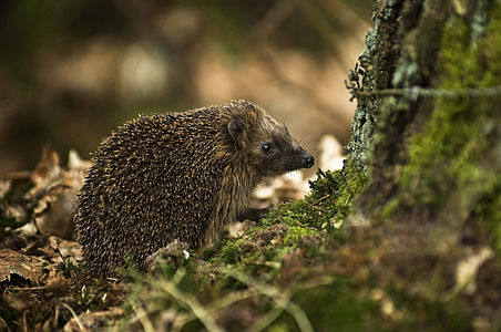 Европски јеж (лат. -{Erinaceus europaeus}-) у Емену, Холандија. Европски јеж је врста која настањује западну Европу и Скандинавију, као и Иберијско и Апенинско полуострво. Живи углавном у шумама и на ливадама, али је последњих година све чешћи посетилац паркова и башти, где се храни разним бубама и пужевима.