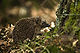 22 West European Hedgehog (Erinaceus europaeus) created, uploaded, and nominated by Hrald
