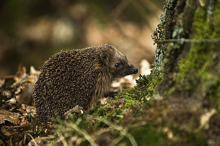 Erinaceus europaeus (European Hedgehog)