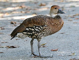 Canard siffleur antillais (Dendrocygna arborea) .jpg