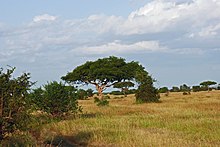 A picture of the Serengeti, a natural reserve in Africa