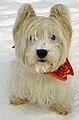 West Highland White Terrier.