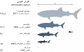 Whale-Shark-Scale-Chart-SVG-Steveoc86-ar.svg