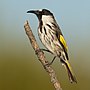 Thumbnail for White-cheeked honeyeater