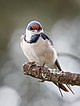 White Throated Swallow (15811534517).jpg