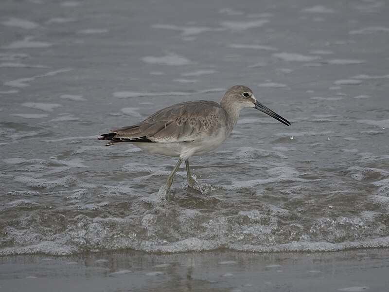 File:Willet (44594433272).jpg