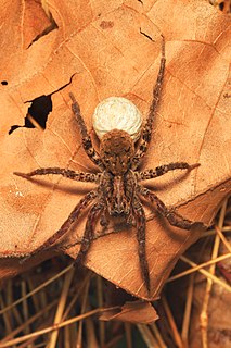 <i>Gladicosa gulosa</i> Species of spider