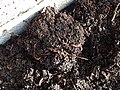 Thumbnail for Soil biology