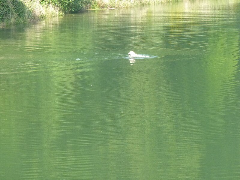 File:Wuppertal Ronsdorfer Talsperre 2014 055.JPG