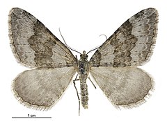 Xanthorhoe frigida male.jpg