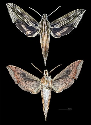 <i>Xylophanes lichyi</i> Species of moth