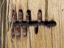 Madera dañada por un escolítido o escarabajo de la corteza.