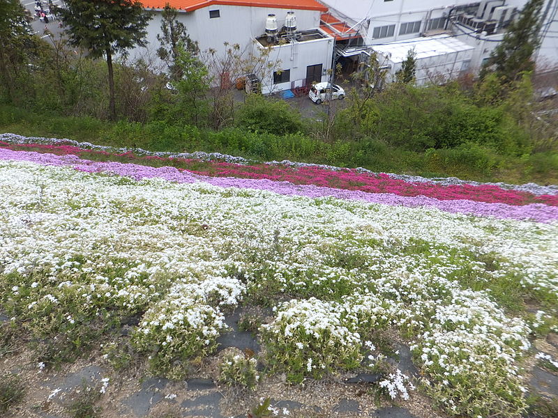 File:Yamasa fish paste Yumesaki factory phlox in 2013-5-4 No,57.JPG