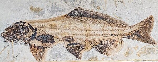 Yanosteus longidorsalis, a member of the extinct acipenseriform family Peipiaosteidae from the Early Cretaceous (125–120 Mya) Yixian Formation in Liao