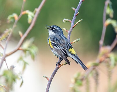 Male yellow-rumped warbler singing