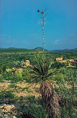 Yucca constricta med bagagerum i Texas