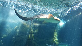 A zebra shark swimming at Waikiki Aquarium