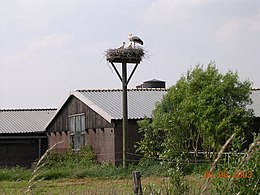 Ooievaar: Veldkenmerken, Leefwijze, Verspreiding