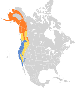 Мапа поширення виду     Гніздування     Міграція     Зимування