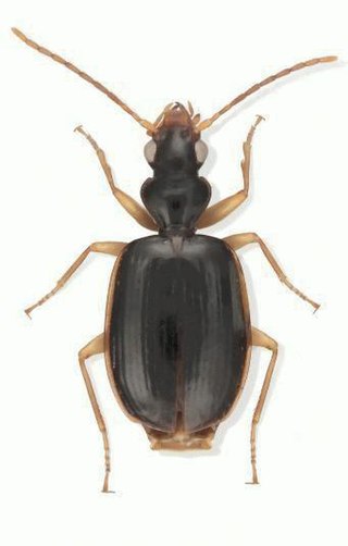 <i>Aporesthus</i> Genus of beetles