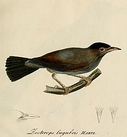 Zosterops lugubris - Beitrag zur Ornithologie Westafrica's (vágott) .jpg