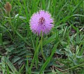 'Powderpuff' Mimosa strigillosa.jpg