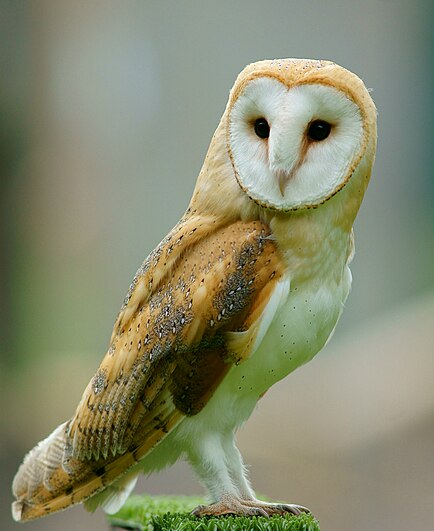 A barn owl.