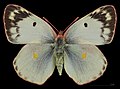 Colias alfacariensis,♀