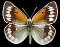 Colias christophi, male