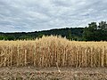 Der Hafer steht im Bereich des Umfassungswalls zwanzig Zentimeter höher