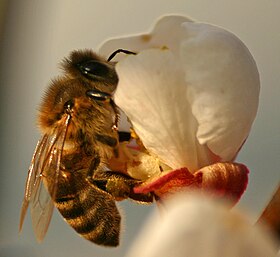 Abeille carniolienne sur une fleur d'abricot