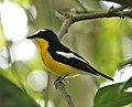 Thumbnail for Yellow-rumped flycatcher