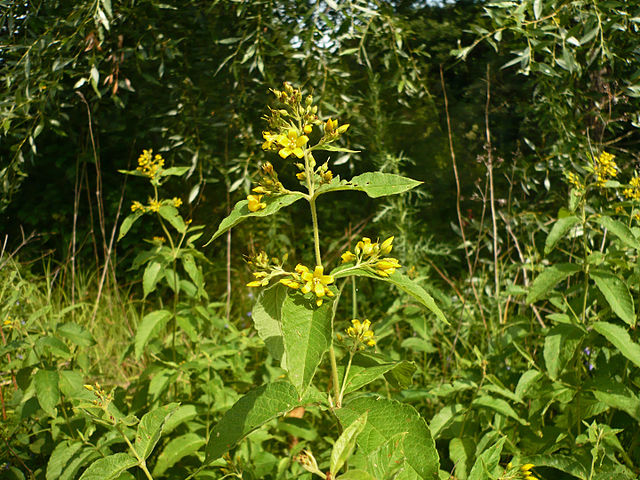 Вербейник обыкновенный Lysimachia vulgaris