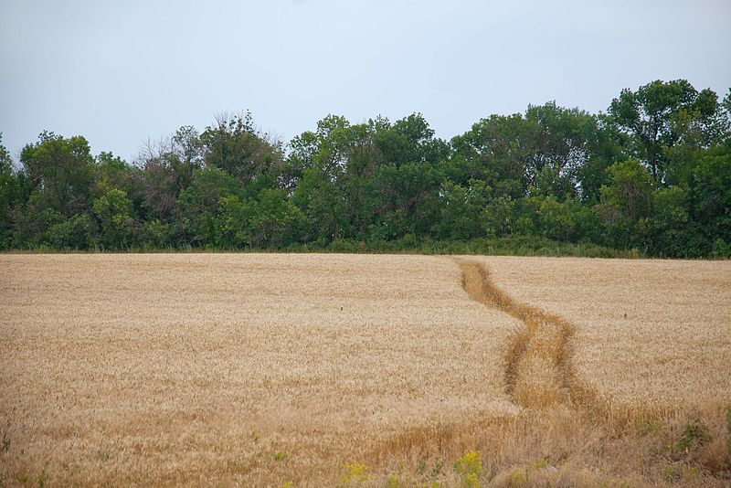 File:Пшеничное поле - panoramio (3).jpg