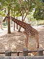 ยีราฟ สวนสัตว์เชียงใหม่ Giraffe in Chiang Mai Zoo (4).jpg