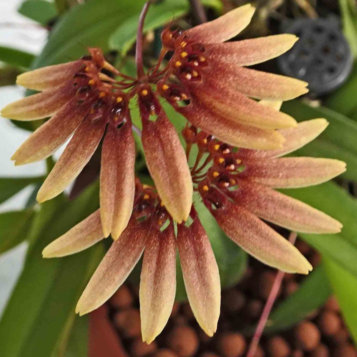 Bulbophyllum Elizabeth Ann Buckleberry