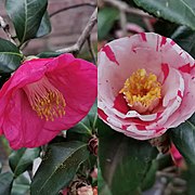 蝦夷錦 'Ezo-nishiki'. De taille moyenne, avec des marques rouges sur fond blanc, parfois une seule couleur : rose foncé.