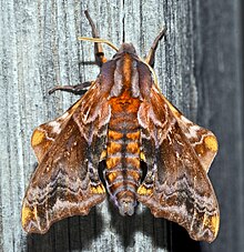 - 7825 - Paonias myops - Small-eyed Sphinx Moth (17520383552).jpg