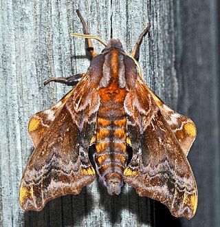 <i>Paonias myops</i> Species of moth